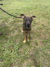 adoptable Dog in abbeville, LA named Clyde