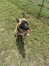 adoptable Dog in  named Bonnie