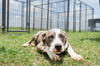 adoptable Dog in  named Ida