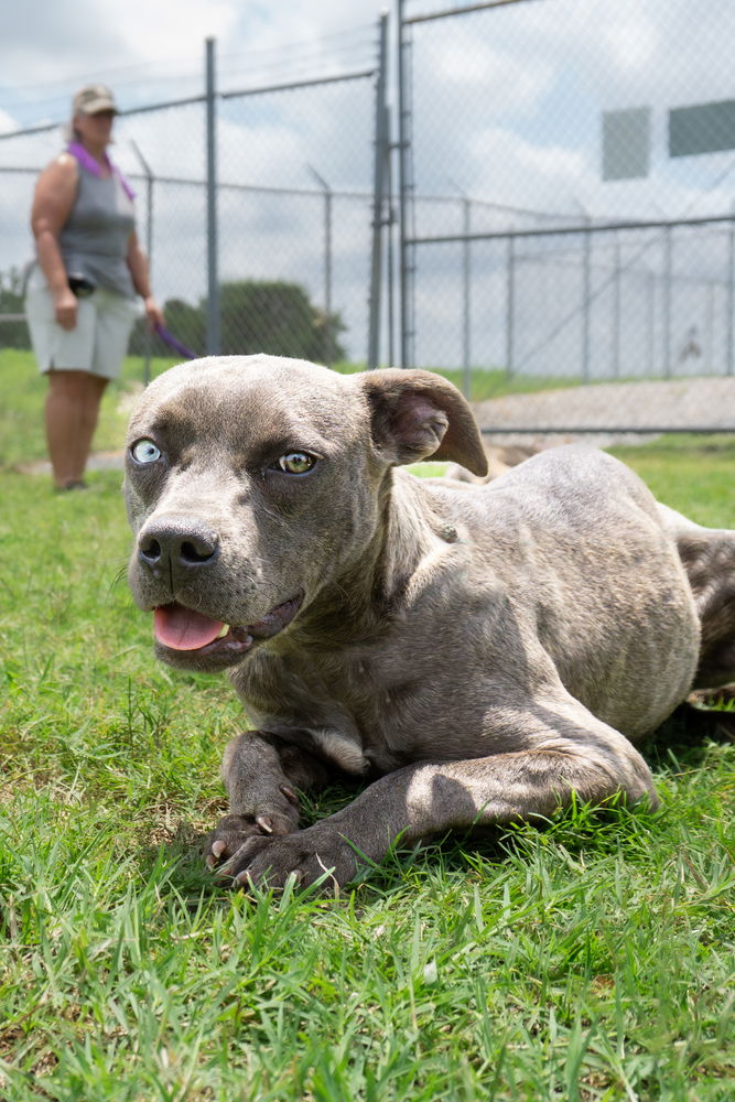 adoptable Dog in Abbeville, LA named Daisie