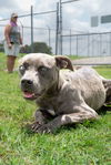 adoptable Dog in abbeville, LA named Daisie