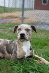 adoptable Dog in  named Viola