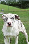 adoptable Dog in  named Avery