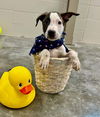 adoptable Dog in Abbeville, LA named Breezy