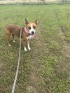 adoptable Dog in  named Flower