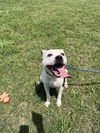 adoptable Dog in  named Luna