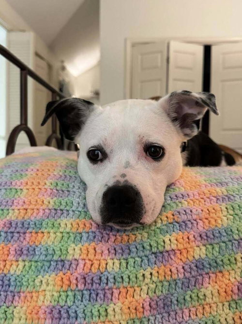 LUNA - Terrier available for adoption