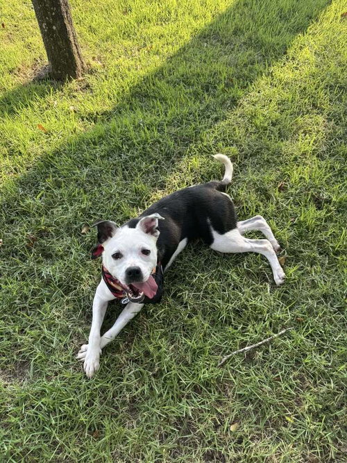 LUNA - Terrier available for adoption