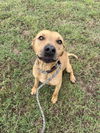 adoptable Dog in  named Nick