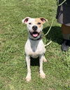 adoptable Dog in  named Jax