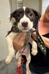 adoptable Dog in  named Squirt