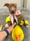 adoptable Dog in  named Alice