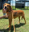 adoptable Dog in  named Rosie