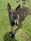 adoptable Dog in abbeville, LA named Shay