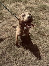 adoptable Dog in  named Jason