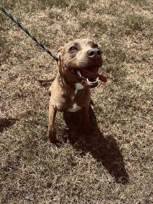 JASON - Terrier available for adoption