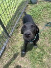 adoptable Dog in  named Blacky