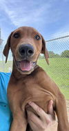 adoptable Dog in  named Browny