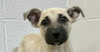 adoptable Dog in  named Tiffie