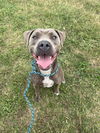 adoptable Dog in  named Sadie