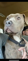 Sadie - Photo 3