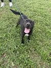 adoptable Dog in  named Jill