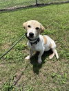 adoptable Dog in abbeville, LA named Kiki