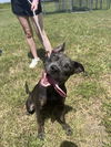 adoptable Dog in  named Sonya