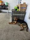 adoptable Dog in  named Mac