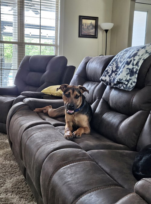 MAC - Terrier available for adoption