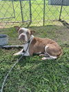 adoptable Dog in  named Bullet