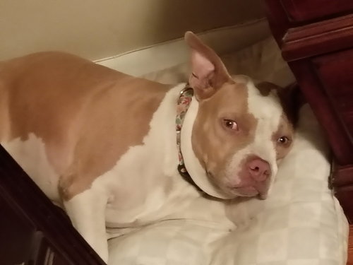 BULLET - Terrier available for adoption