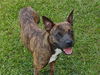 adoptable Dog in  named Sissy