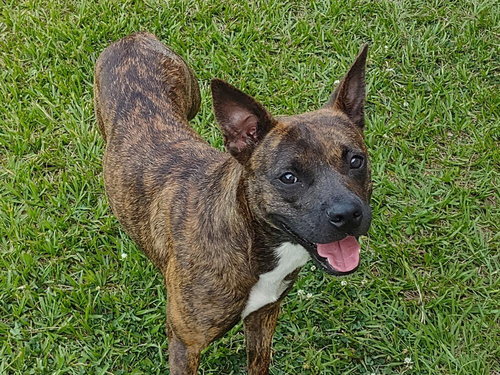 SISSY - Terrier available for adoption