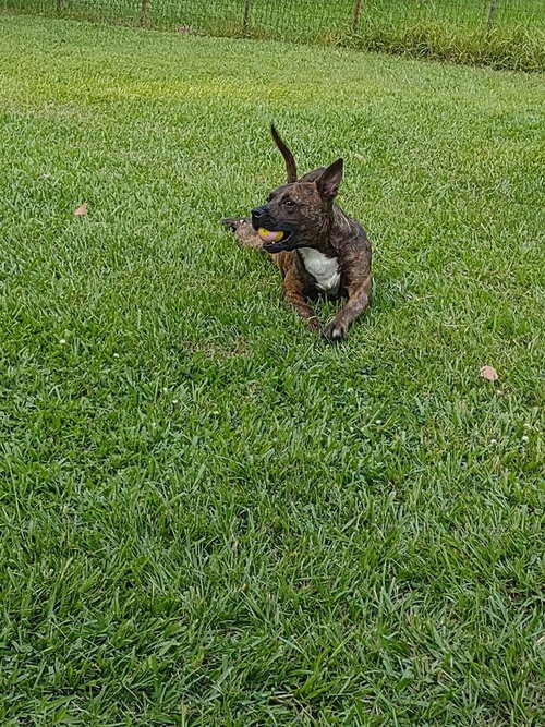 SISSY - Terrier available for adoption