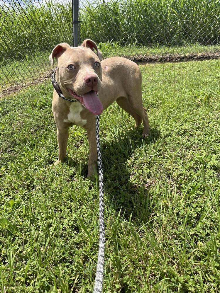 adoptable Dog in Abbeville, LA named Madison