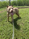 adoptable Dog in  named Madison
