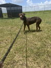 adoptable Dog in  named Adrian