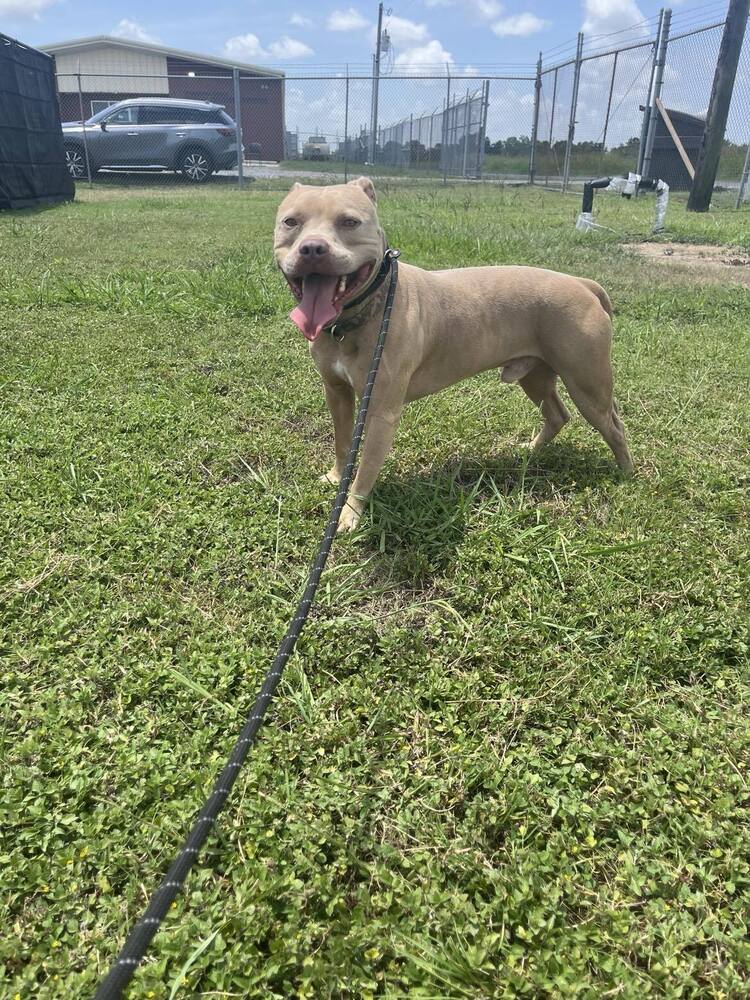 adoptable Dog in Abbeville, LA named Max