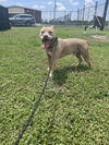 adoptable Dog in  named Max