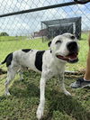adoptable Dog in  named Bee