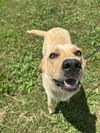 adoptable Dog in abbeville, LA named Daisy