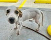 adoptable Dog in  named Patches