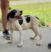 adoptable Dog in  named Spot