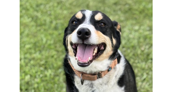 adoptable Dog in Abbeville, LA named Clyve