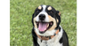 adoptable Dog in abbeville, LA named Clyve