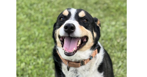 CLYVE - Cattle Dog available for adoption