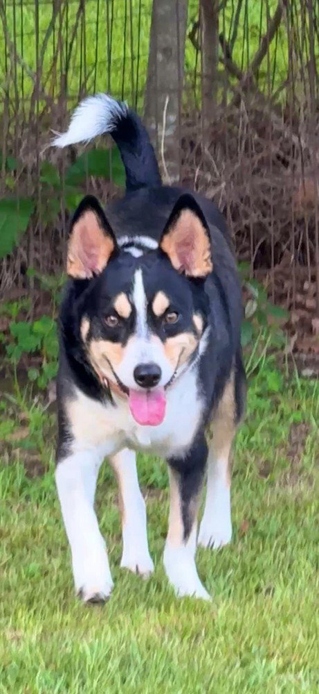 CLYVE - Cattle Dog available for adoption