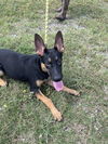 adoptable Dog in  named Bridget