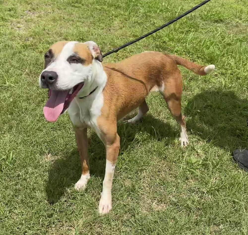 adoptable Dog in Abbeville, LA named Cupid